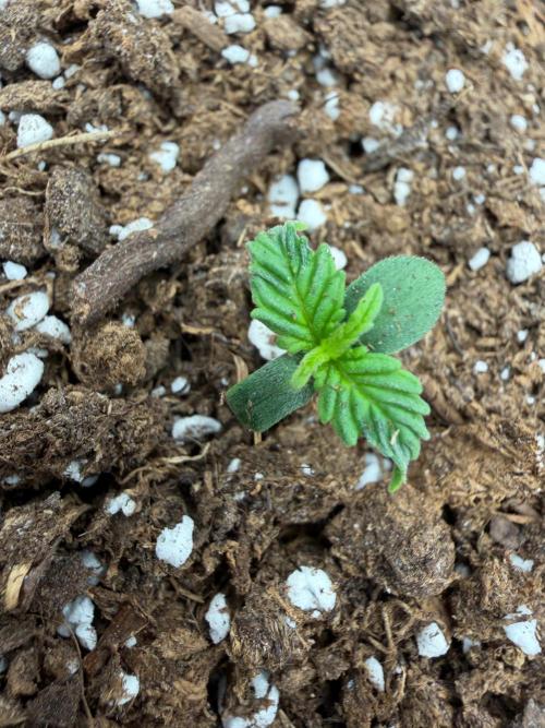 Fastbuds Guava Sundae. Week 0