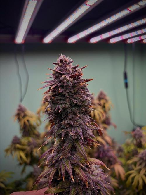 Zamnesia Trio. Week 16
