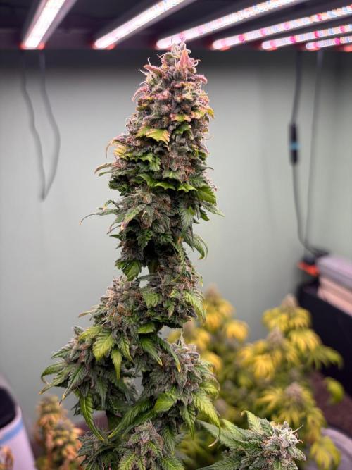 Zamnesia Trio. Week 16