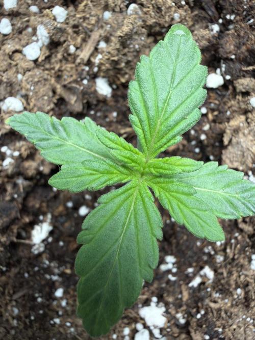 Fastbuds Guava Sundae. Week 1