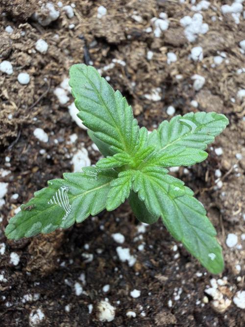 Fastbuds Guava Sundae. Week 1