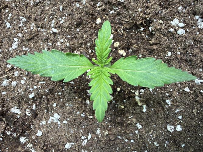 Fastbuds Banana Gauva Auto. Week 1