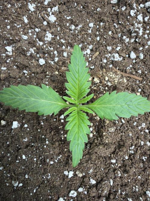 Fastbuds Banana Gauva Auto. Week 1