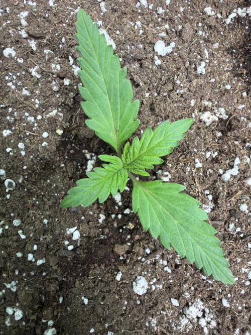 Fastbuds Banana Gauva Auto. Week 1