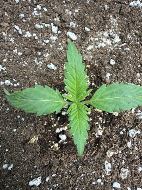 Fastbuds Banana Gauva Auto. Week 1