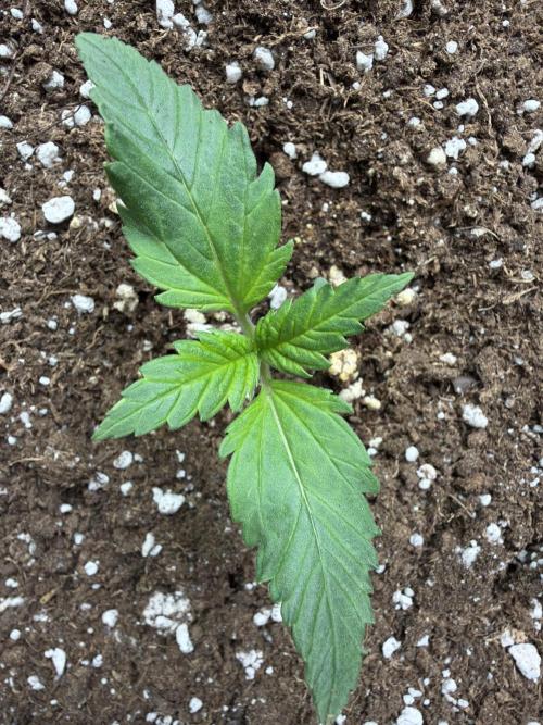 Fastbuds Starwberry Gorilla RF3. Week 1