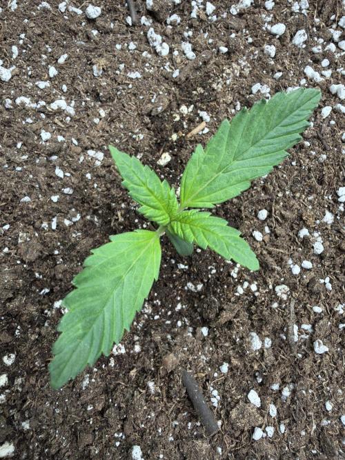 Fastbuds Starwberry Gorilla RF3. Week 1