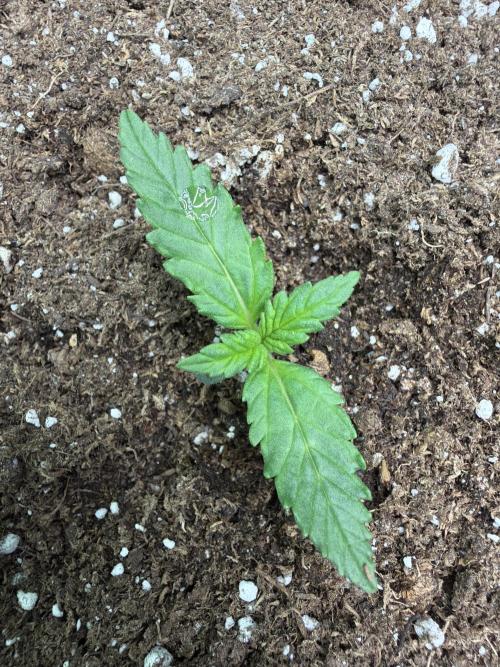 Fastbuds Starwberry Gorilla RF3. Week 1