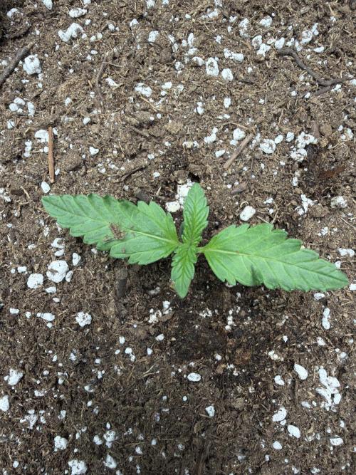 Fastbuds Mendo Frost Auto. Week 1