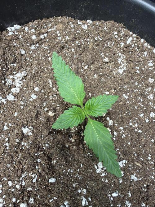Fastbuds Mendo Frost Auto. Week 1