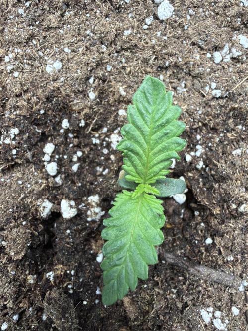 Fastbuds Mendo Frost Auto. Week 1