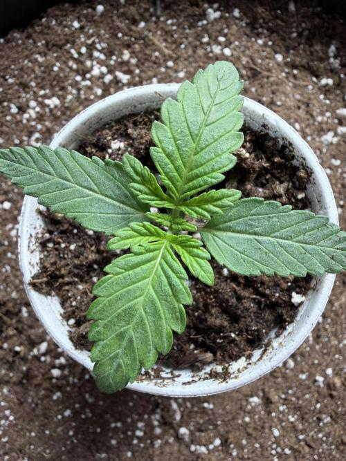 Zamnesia Seeds Permanent Marker. Week 1