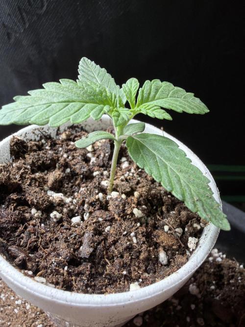 Zamnesia Seeds Permanent Marker. Week 1