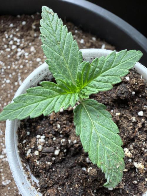 Zamnesia Seeds Kalani Asia. Week 1