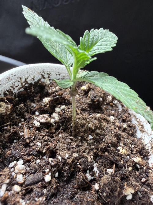 Zamnesia Seeds Kalani Asia. Week 1