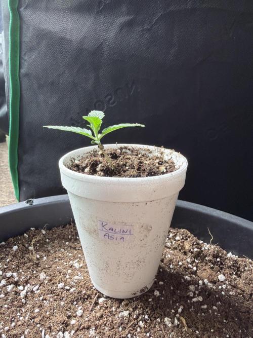 Zamnesia Seeds Kalani Asia. Week 1