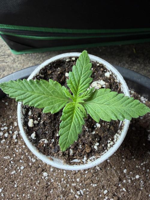 Fastbuds Purple Lemonade FF. Week 1