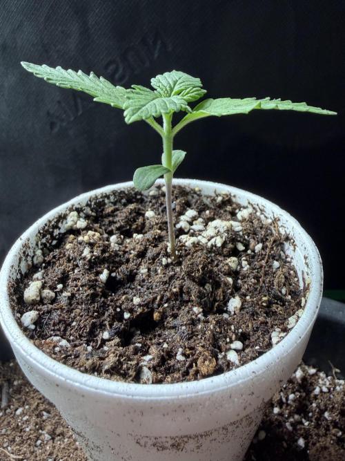 Fastbuds Purple Lemonade FF. Week 1