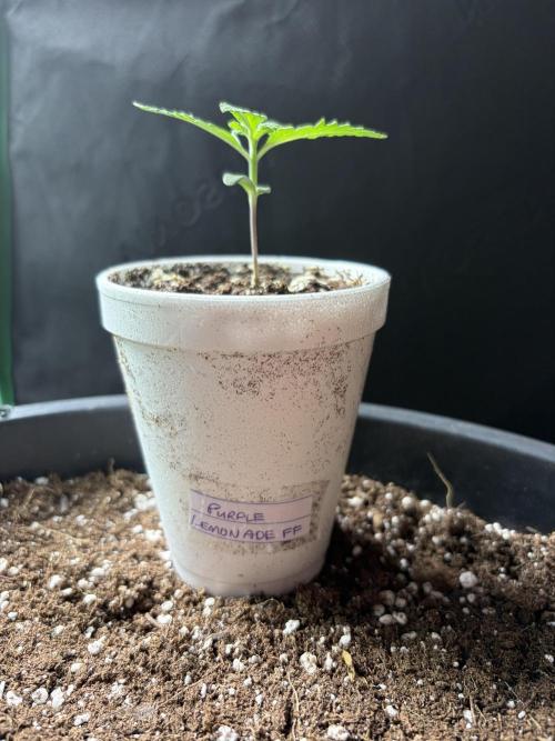 Fastbuds Purple Lemonade FF. Week 1