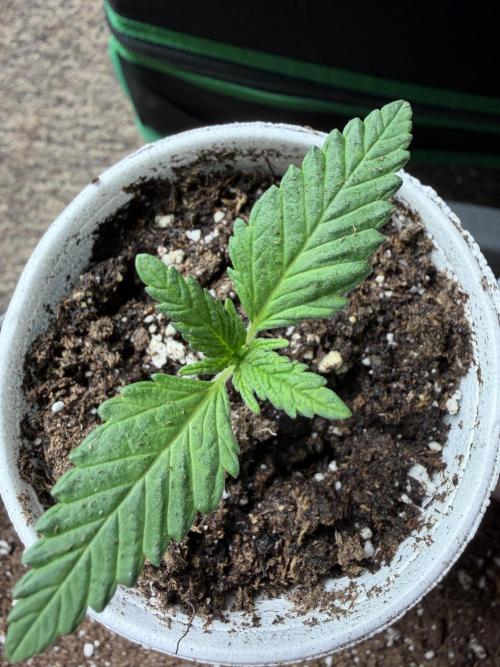 Fastbuds Purple Lemonade FF Outdoor Grow. Week 1