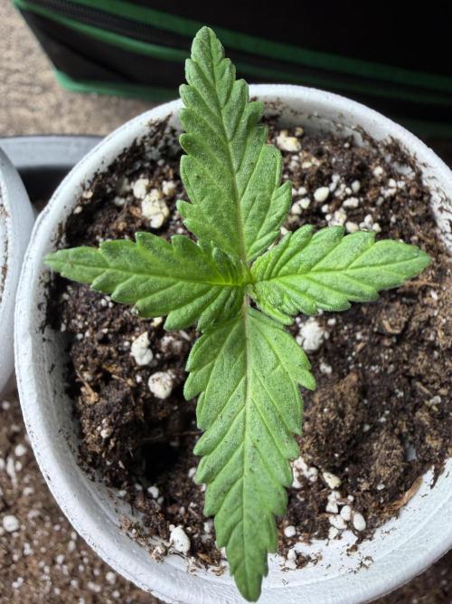Fastbuds Purple Lemonade FF Outdoor Grow. Week 1