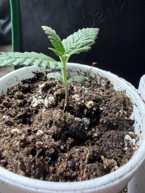 Fastbuds Purple Lemonade FF Outdoor Grow. Week 1