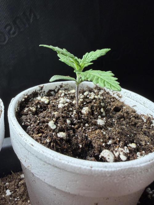 Fastbuds Purple Lemonade FF Outdoor Grow. Week 1