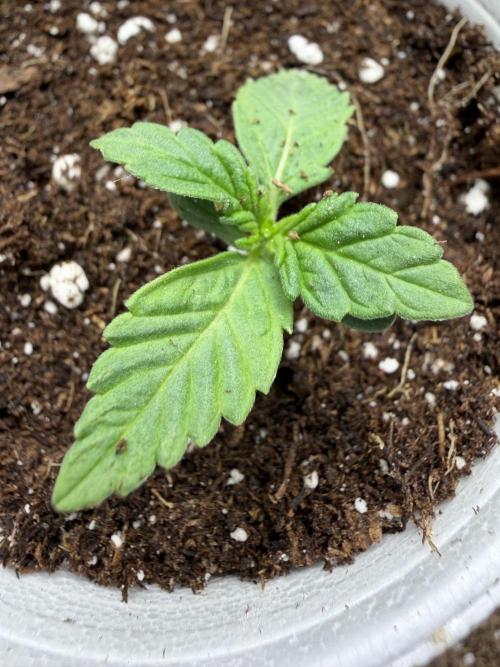 Fastbuds Papayton. Week 1
