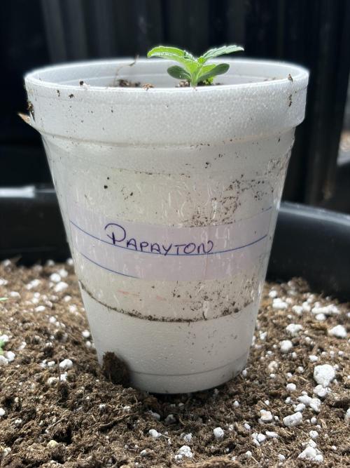 Fastbuds Papayton. Week 1