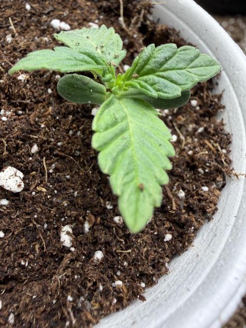 Fastbuds Papayton. Week 1