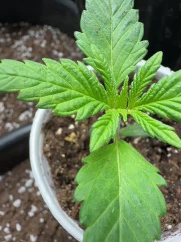 Fastbuds Purple Lemonade FF Outdoor Grow