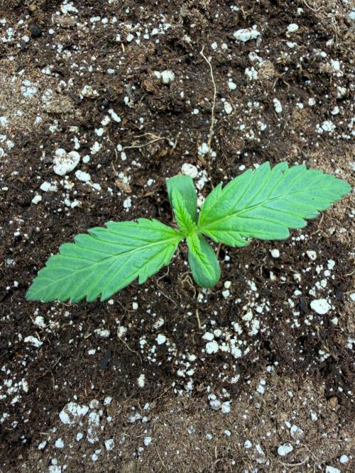 Cherry Cola RF3. Week 1