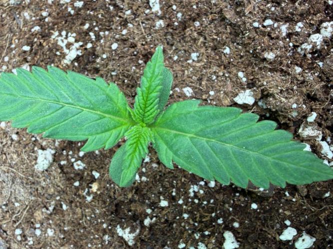 Cherry Cola RF3 #2. Week 1