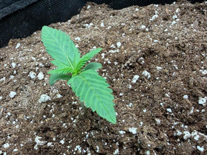 Cherry Cola RF3 #2. Week 1