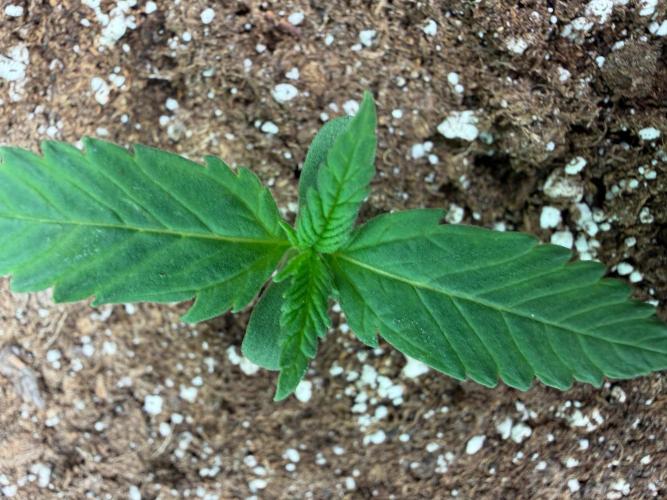Cherry Cola RF3 #2. Week 1