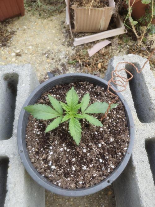 Fastbuds Purple Lemonade FF Outdoor Grow. Week 2