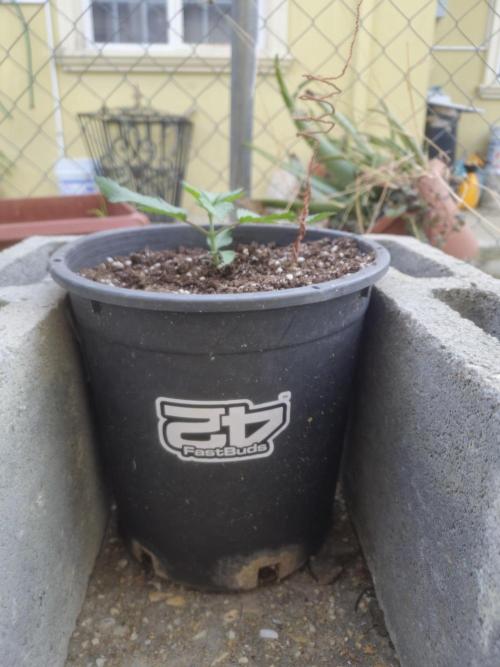 Fastbuds Purple Lemonade FF Outdoor Grow. Week 2