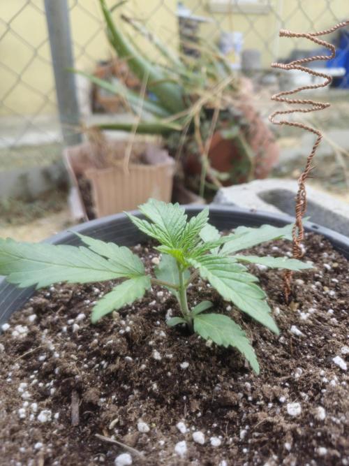 Fastbuds Purple Lemonade FF Outdoor Grow. Week 2