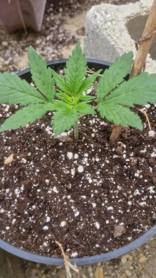 Fastbuds Purple Lemonade FF Outdoor Grow