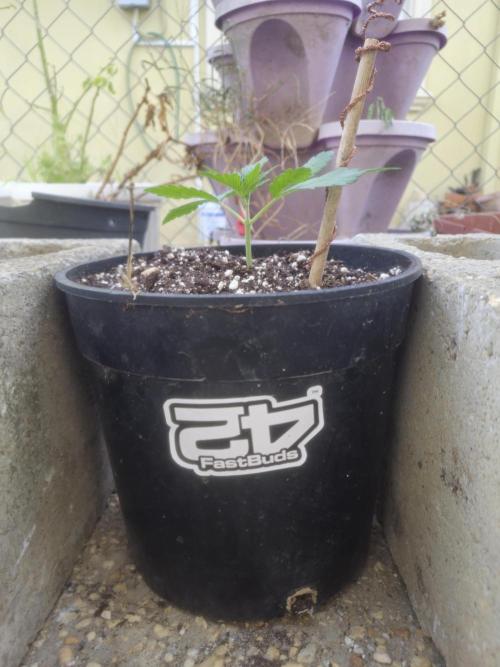 Fastbuds Purple Lemonade FF Outdoor Grow. Week 2
