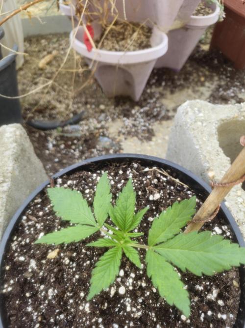 Fastbuds Purple Lemonade FF Outdoor Grow. Week 2