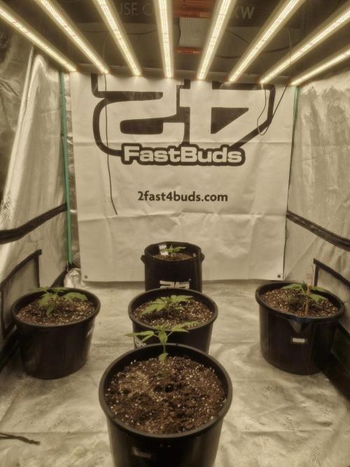 Fastbuds Mendo Frost Auto. Week 2
