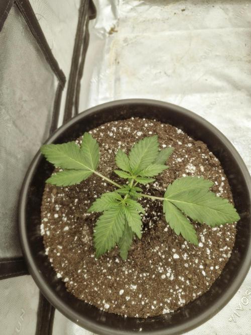 Fastbuds Mendo Frost Auto. Week 2