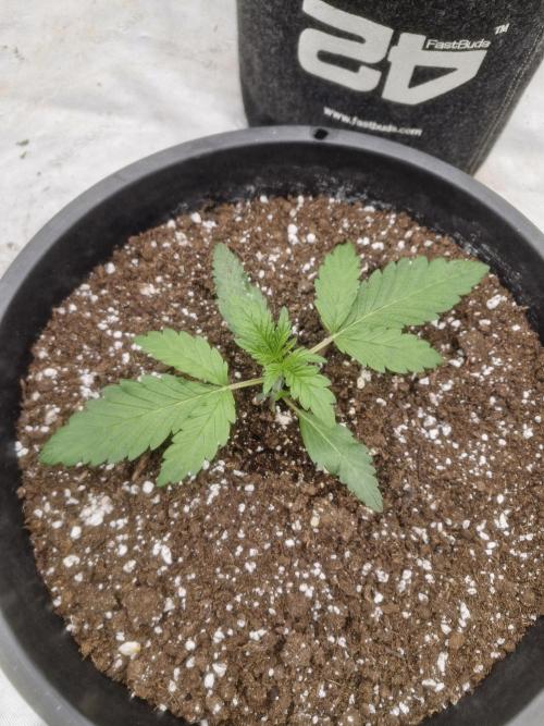 Fastbuds Mendo Frost Auto. Week 2