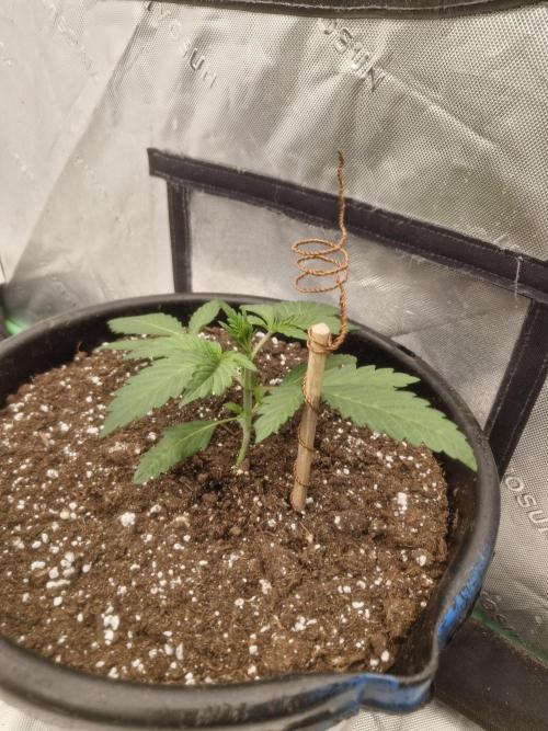 Fastbuds Mendo Frost Auto. Week 2