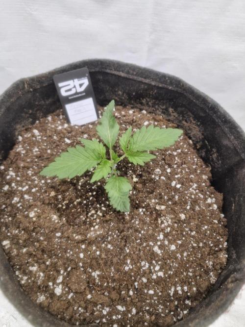 Fastbuds Mendo Frost Auto. Week 2