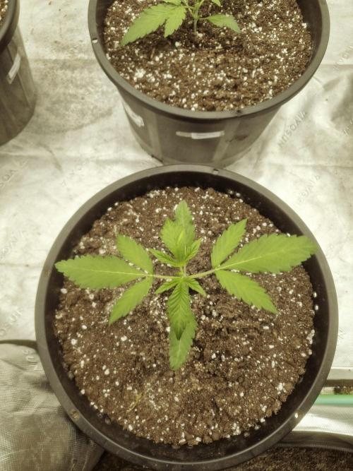 Fastbuds Mendo Frost Auto. Week 2