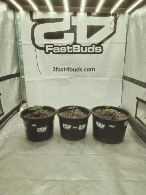 Fastbuds Guava Sundae. Week 2
