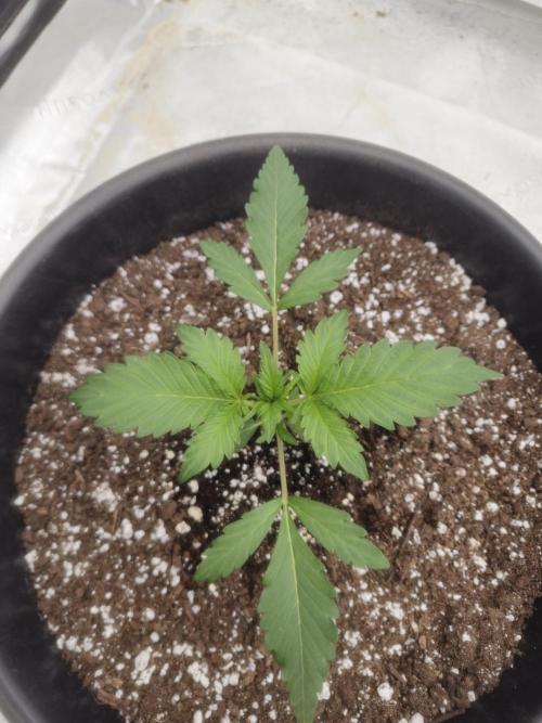 Fastbuds Guava Sundae. Week 2