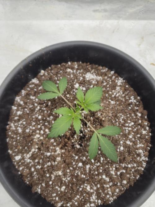 Fastbuds Guava Sundae. Week 2